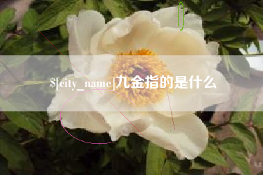 阿拉善盟九金指的是什么